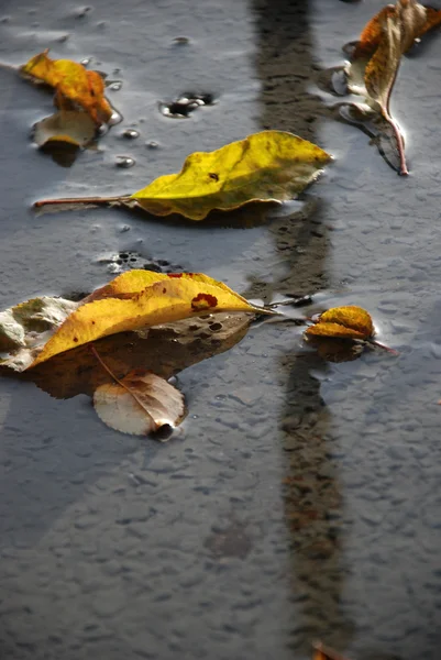 Folhas de outono em um concreto preparado fresco — Fotografia de Stock