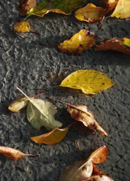Őszi levelek egy friss készített beton — Stock Fotó