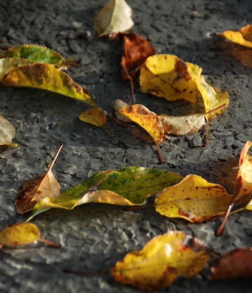 Осенние листья на свежем бетоне — стоковое фото