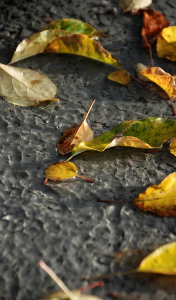 Őszi levelek egy friss készített beton — Stock Fotó
