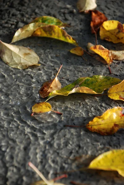 Las hojas otoñales sobre el hormigón fresco preparado —  Fotos de Stock