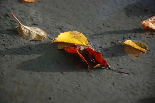 Las hojas otoñales sobre el hormigón fresco preparado — Foto de Stock
