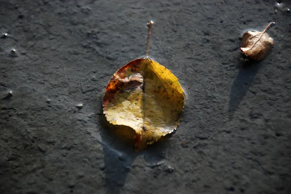 Feuilles d'automne sur un béton frais préparé — Photo