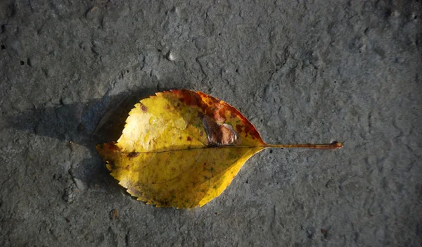 Folhas de outono em um concreto preparado fresco — Fotografia de Stock