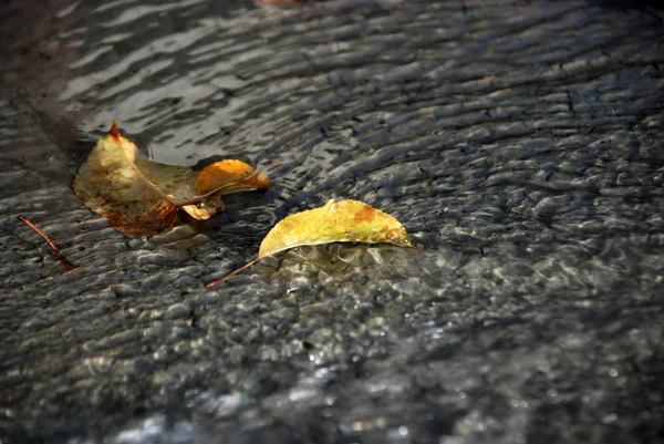 Folhas de outono em um concreto preparado fresco — Fotografia de Stock