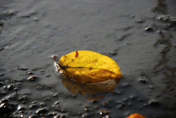 新鮮な準備されたコンクリートの紅葉 — ストック写真