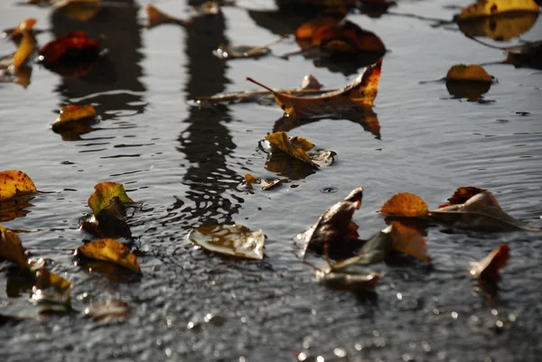 Осенние листья на свежем бетоне — стоковое фото