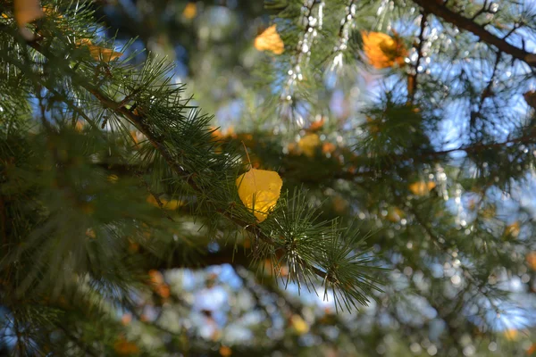 Zima se blíží — Stock fotografie