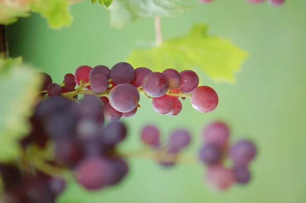 红色的成熟葡萄 — Φωτογραφία Αρχείου