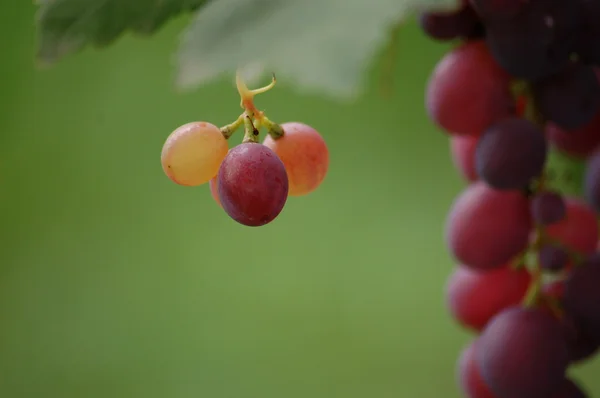 Rote reife Traube — Stockfoto