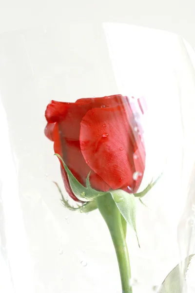 Κόκκινο τριαντάφυλλο iith σταγόνες νερού — Φωτογραφία Αρχείου