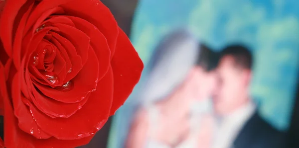 Red rose and bride and groom — Stock Photo, Image