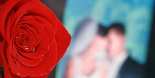 Κόκκινο τριαντάφυλλο και νύφη και το γαμπρό — Φωτογραφία Αρχείου