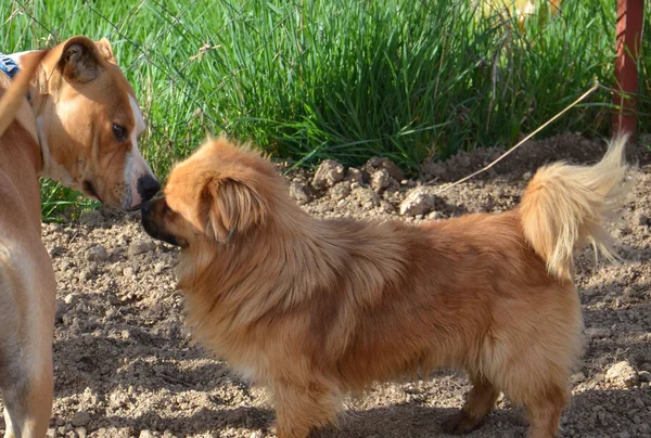 Söt brun hund — Stockfoto