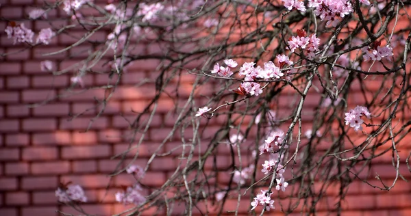 Roze bloesem tegen rode bakstenen muur — Stockfoto