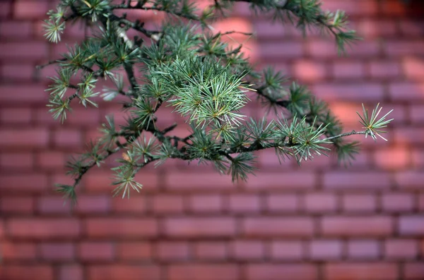 Pine tree against red brick wall — Stock Photo, Image