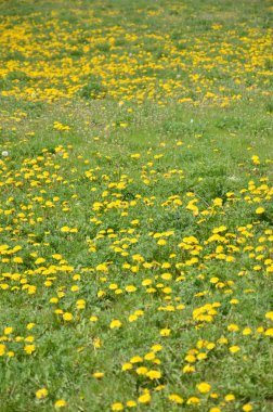 bahar çiçekleri alan