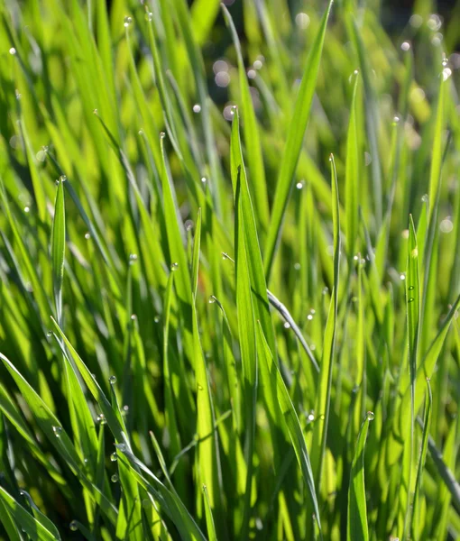 Grass on the morning — Stock Photo, Image