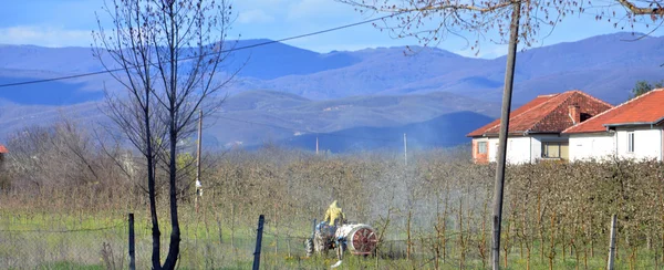 Spraying apple orchard in bloom — Stock Photo, Image