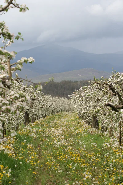 Повний квітучий яблучний сад — стокове фото