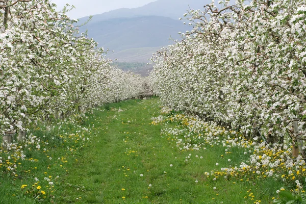 Tam çiçeklenme elma bahçesi — Stok fotoğraf