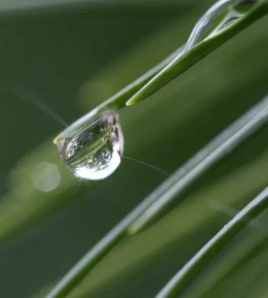 Mattina gocce di pioggia su pino giovane — Foto Stock