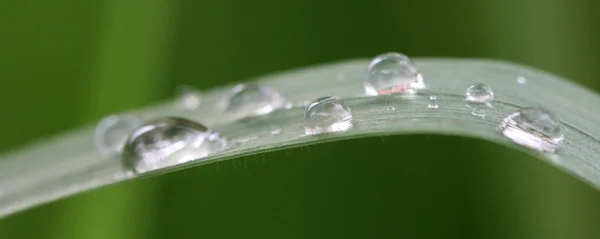 Gotas de lluvia en una hoja de hierba, de cerca —  Fotos de Stock