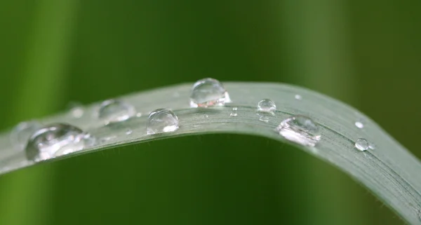 Gotas de chuva em uma folha de grama, perto — Fotografia de Stock