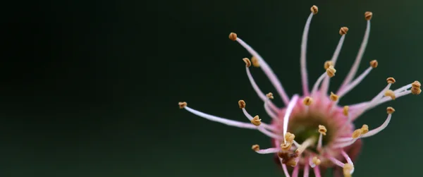 Wiśnia pręcik — Zdjęcie stockowe