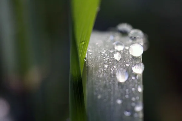 Herbe du matin — Photo