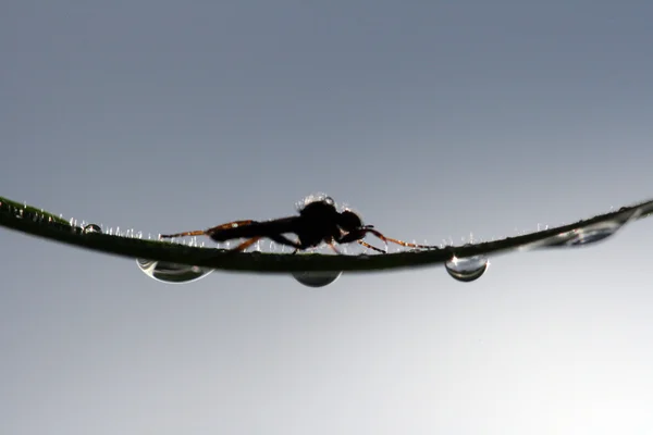 Insectos en una hoja con gotas de agua — Foto de Stock
