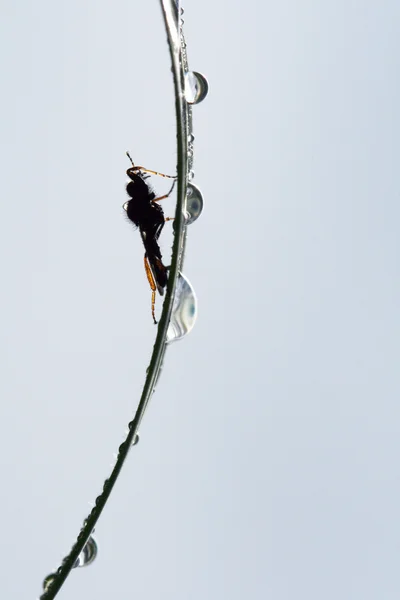 Hmyz na list s kapkami vody — Stock fotografie