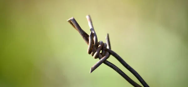 Arame farpado enferrujado — Fotografia de Stock