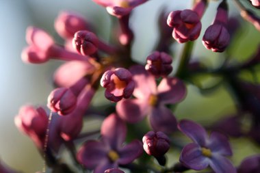 Günbatımı üzerinde Lila çiçek