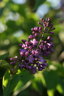 Günbatımı üzerinde Lila çiçek