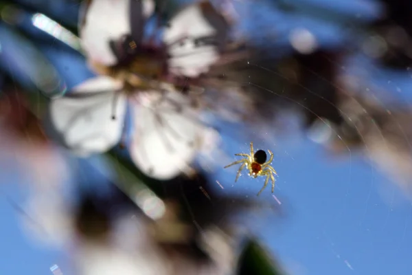 Spider on the web — Stock Photo, Image