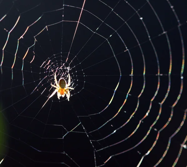 Aranha na teia — Fotografia de Stock