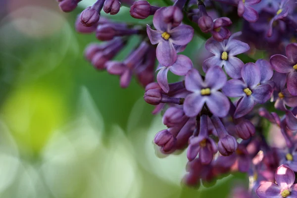 Fleur de lilas au coucher du soleil — Photo