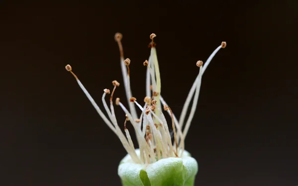 Кислая вишня и тычинки — стоковое фото