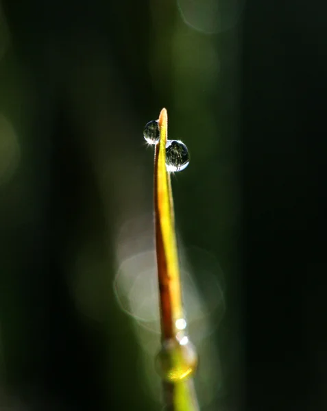 Dauw druppels close-up — Stockfoto