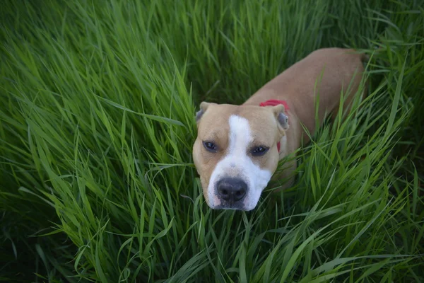 American Staffordshire Terrier in a grass — Stock Photo, Image