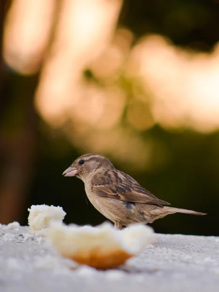 Passer Domesticus, House Sparrow — Stock Photo, Image