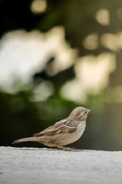 Passer domesticus, σπουργίτι σπιτιών — Φωτογραφία Αρχείου