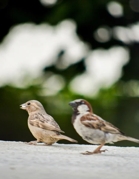 Passer domesticus, ev serçesi — Stok fotoğraf