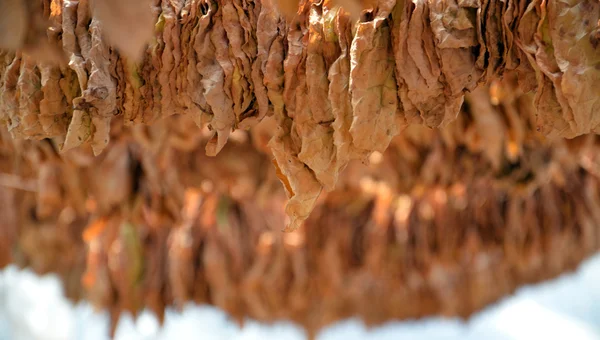 Folhas secas de tabaco — Fotografia de Stock