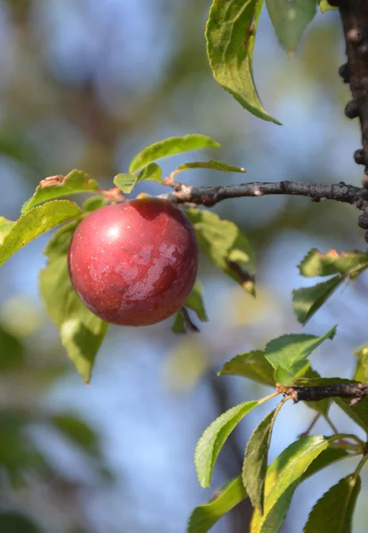 Rijpe biologische pruimen — Stockfoto