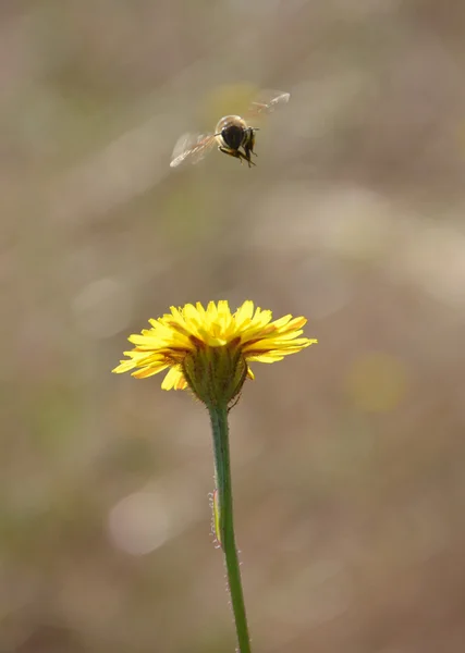 Mouche abeille à fleur — Photo