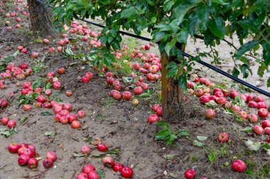 Sonbaharda meyve bahçesinde olgun elmalara yağmur damlaları düşer..