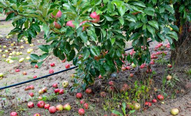 Sonbaharda meyve bahçesinde olgun elmalara yağmur damlaları düşer..