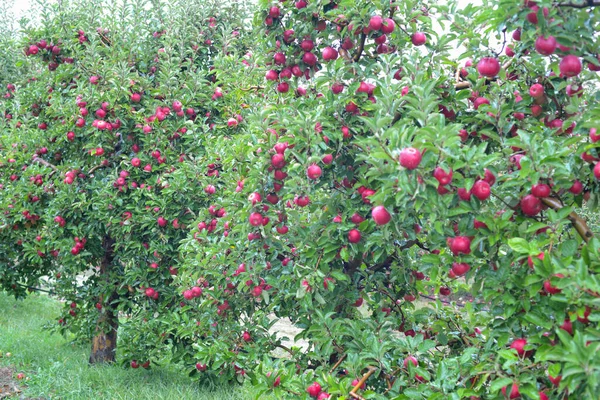 Pluie Tombe Sur Les Pommes Mûres Dans Verger Automne — Photo